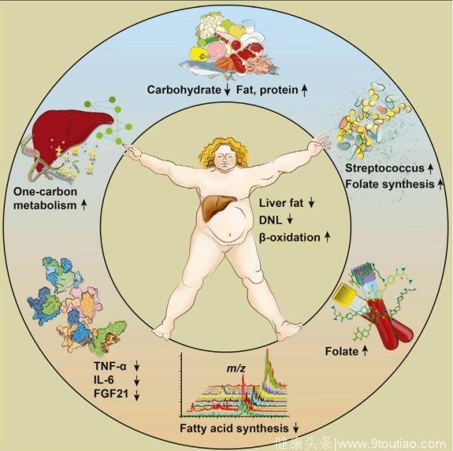《细胞》子刊：两周甩掉脂肪肝，养好产生叶酸的肠道微生物是关键｜临床大发现
