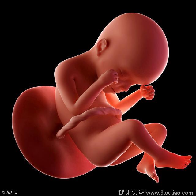 胎儿性别是什么时候形成的？医生来告诉你这个秘密