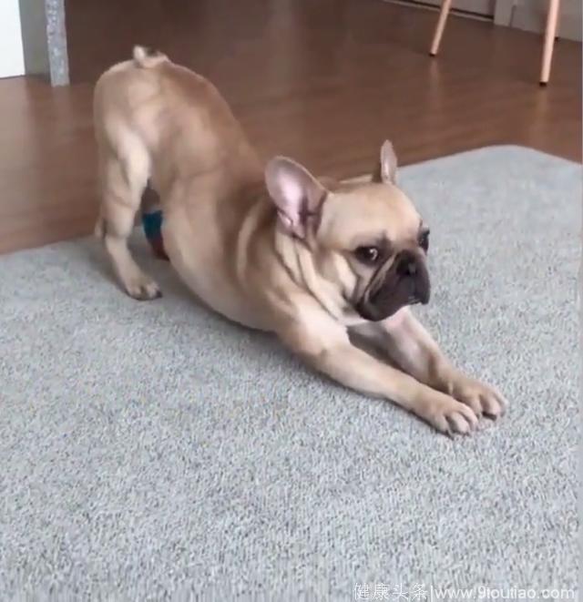 这只狗成精了、瑜伽练得比人还好！