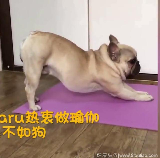 这只狗成精了、瑜伽练得比人还好！