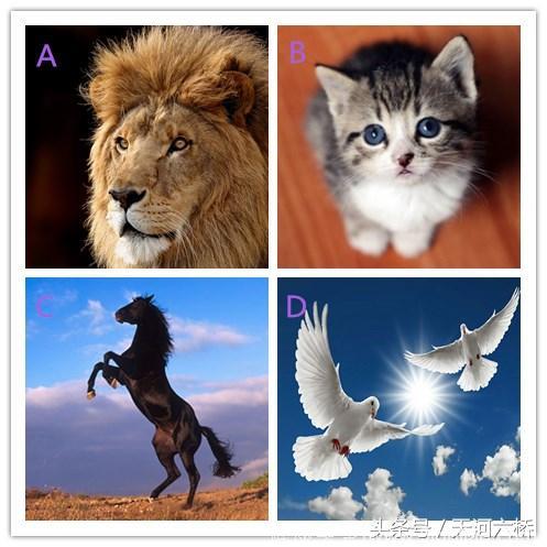 心理测试：4个动物，选一个，测试你目前对爱情的感受？