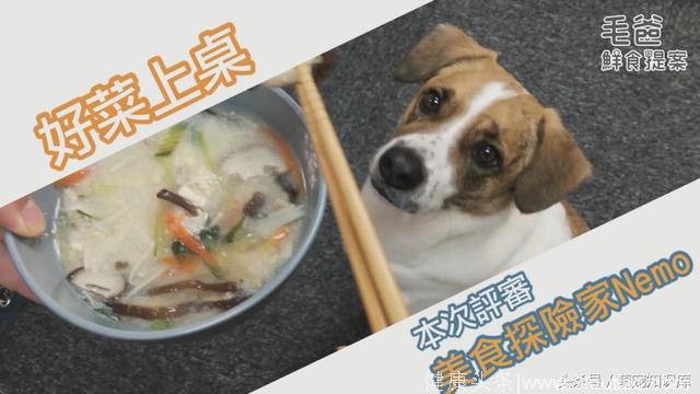 揭秘如何给狗狗做养生食谱！