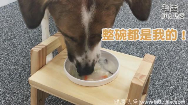 揭秘如何给狗狗做养生食谱！