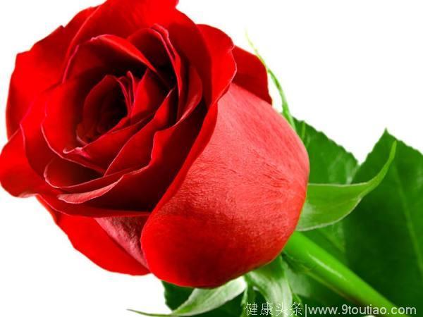 心理测试：4朵玫瑰哪个符合你的审美？测你是不是有强迫症！