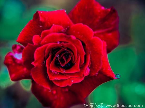 心理测试：4朵玫瑰哪个符合你的审美？测你是不是有强迫症！