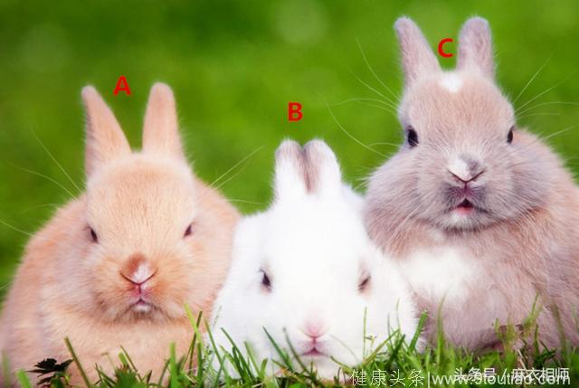心理测试：抱养哪只小兔子？看出你的生活态度！