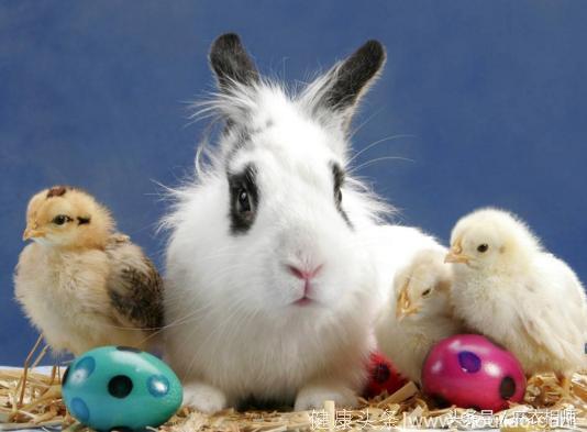 心理测试：抱养哪只小兔子？看出你的生活态度！