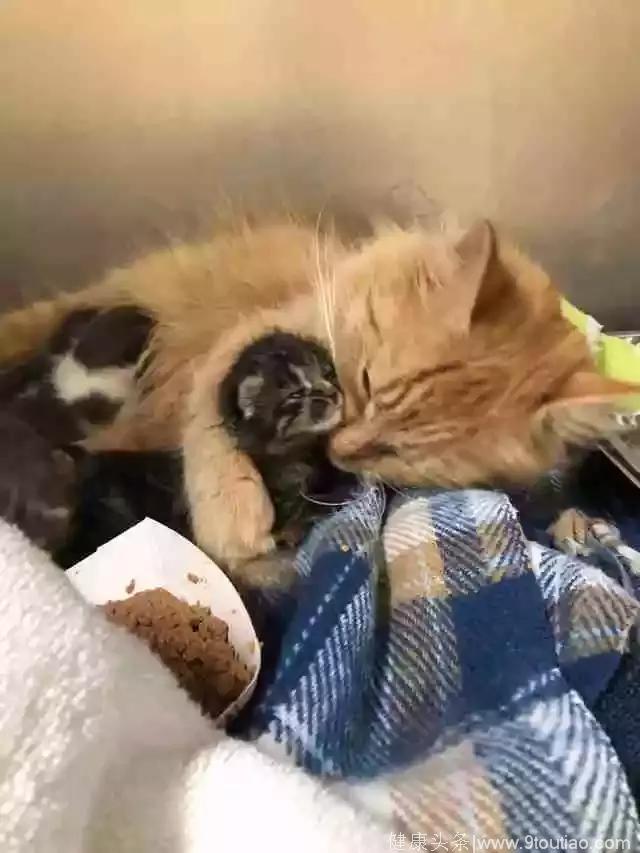 失去孩子的橘猫给5只奶猫当奶妈，喂出感情后，还有小猫跟它跑