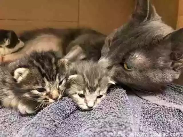 失去孩子的橘猫给5只奶猫当奶妈，喂出感情后，还有小猫跟它跑