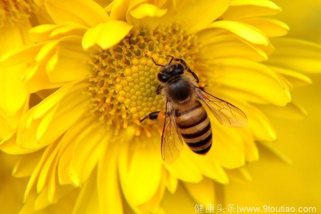 蜂蜜养生：每天喝蜂蜜水