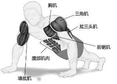 俯卧撑可以锻炼哪部分肌肉？
