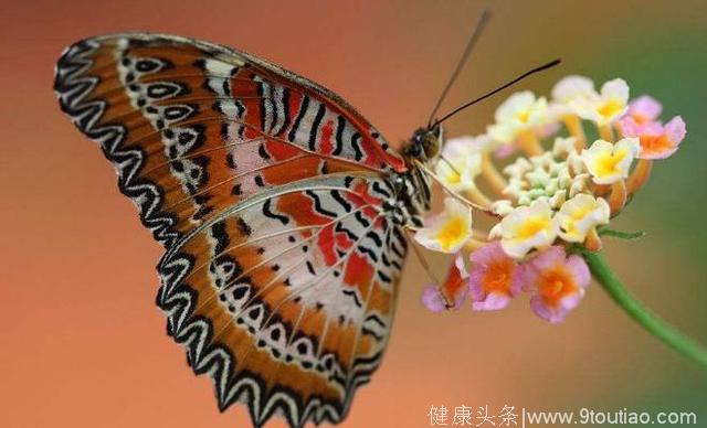 心理测试：3只蝴蝶，哪只最美，测你今生贵人多吗！