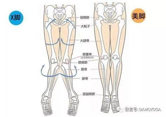 深度解析X型腿、O型腿，理疗瑜伽解决方案！