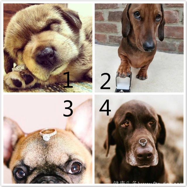 心理测试：4只狗送你戒指，你会收哪只的？测命中注定你会爱上谁