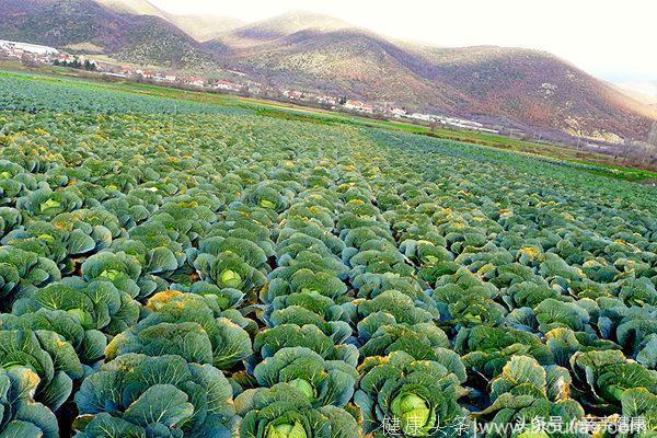 高丽菜是天然胃药、防4种癌症