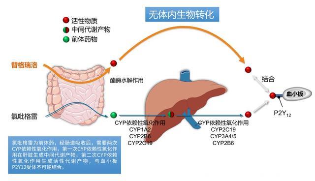 其实，每年应该有更多的冠心病患者可以活下来