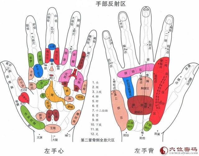 利用手上穴位来调节你的运动系统、生殖系统