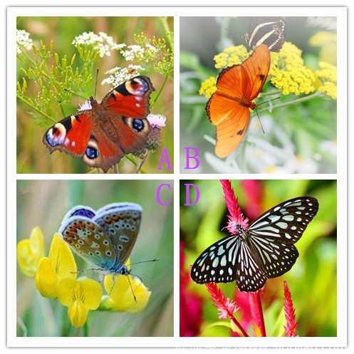 心理测试：4只蝴蝶，哪一只是画的？测你是个感情迟钝的人吗
