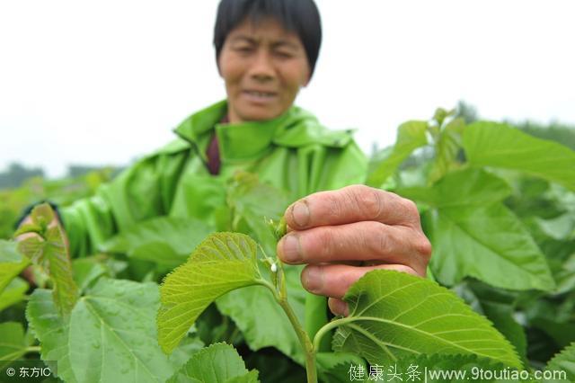 中医养生，桑叶的5大功效及作用，清补之最