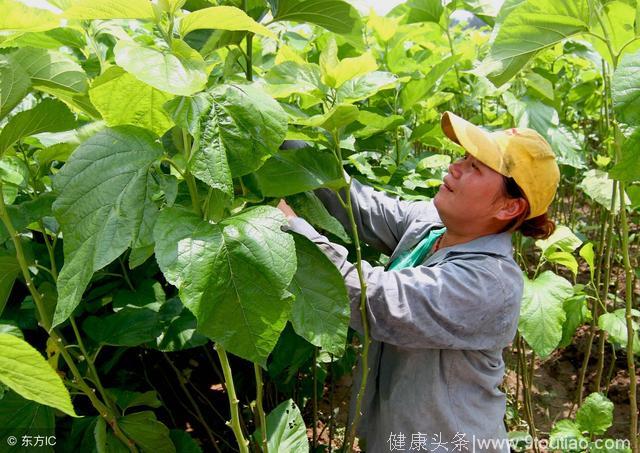 中医养生，桑叶的5大功效及作用，清补之最