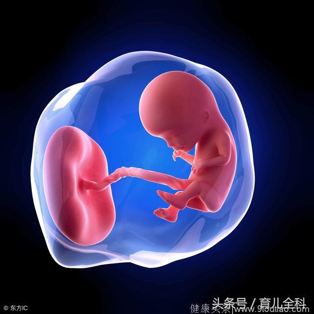 “怀孕”3个月的胎儿，在准妈妈的肚里是怎样的呢？