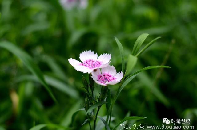 莳花弄草，养生的一条小捷径