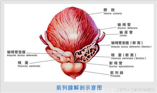 .良性前列腺增生时为啥会出现排尿异常症状？