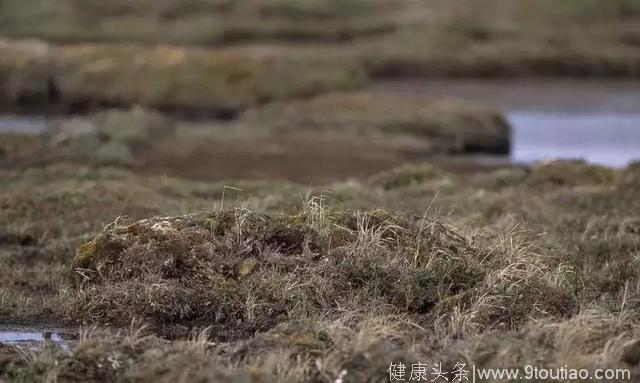 一位挪威癌症病人在追随旅鼠奔向死亡的旅途中，顿悟了生命的真谛……