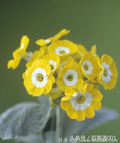 心理测试：4朵花，哪朵花最吸引你！测你在别人眼中有多独特！