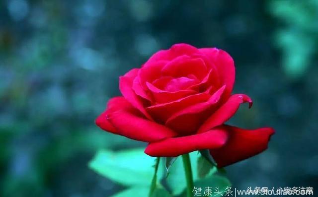 心理学：选择一种你最喜欢的玫瑰颜色，测你的爱情观