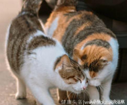 心理测试：哪一对小猫更恩爱，测你喜欢的人有多爱你？