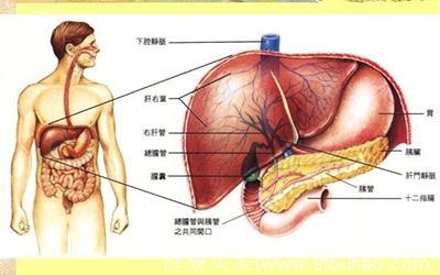 肝胆胰脾位置示意图图片