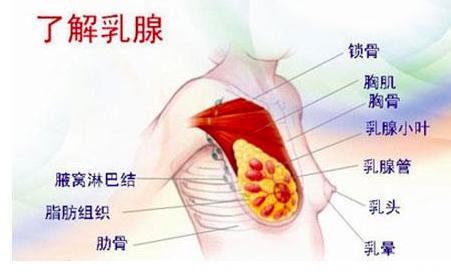 如何鉴别诊断乳腺疼痛