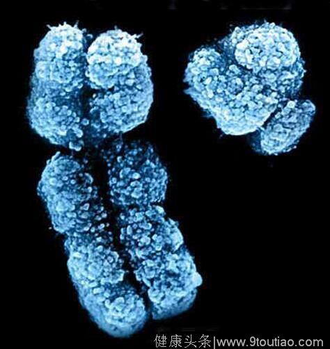 Nat Genet：科学家在Y染色体上鉴别出能抵御白血病的保护性基因