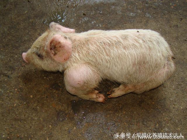 猪没外伤，但是猪关节肿大，破皮后有渗出液流出，猪关节炎处理办法！