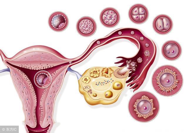卵巢早衰影响怀孕吗？老实说，正常受孕率较低