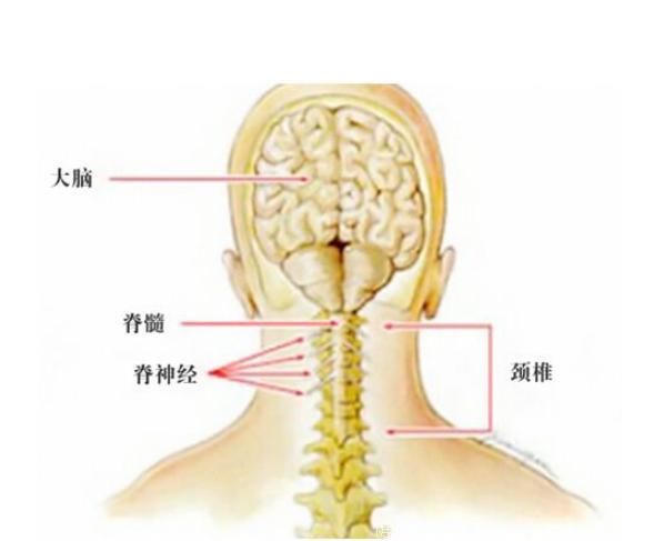 中医疗法治颈椎，凡是脖子痛就得用这个方法，不吃药不打针！