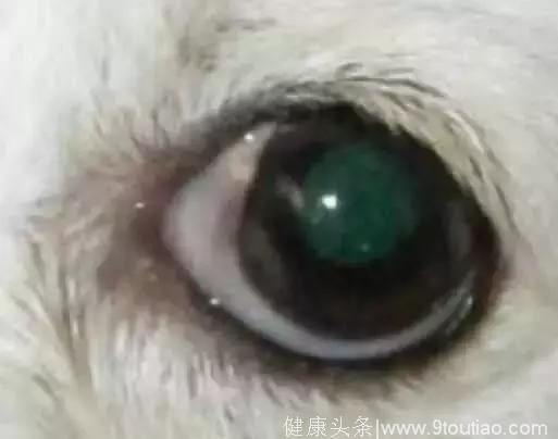 心理测试：4只眼睛，哪个是大型犬？测这辈子深爱你的人有几个！