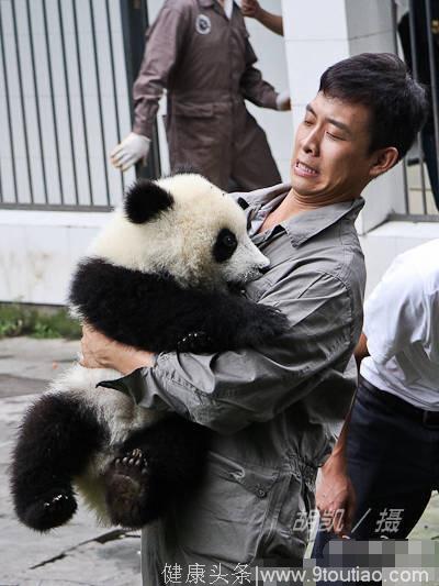 自带母爱光环，张译做慈善抱熊猫，被咬一口确诊为男性乳腺发育