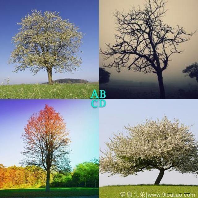 心理测试：哪一颗树最让人感觉孤独，测试你最害怕让人知道的是？