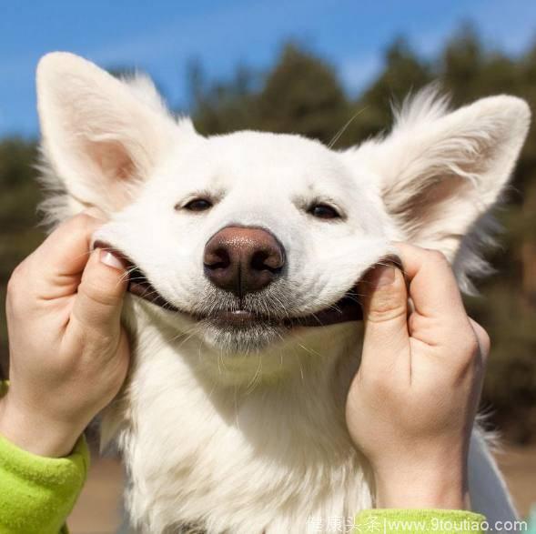 心理测试：觉得哪个狗狗最搞笑？测出你是白莲花还是假清高