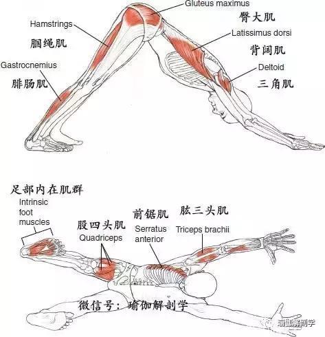 瑜伽基础入门体式：做好下犬式的7个要点