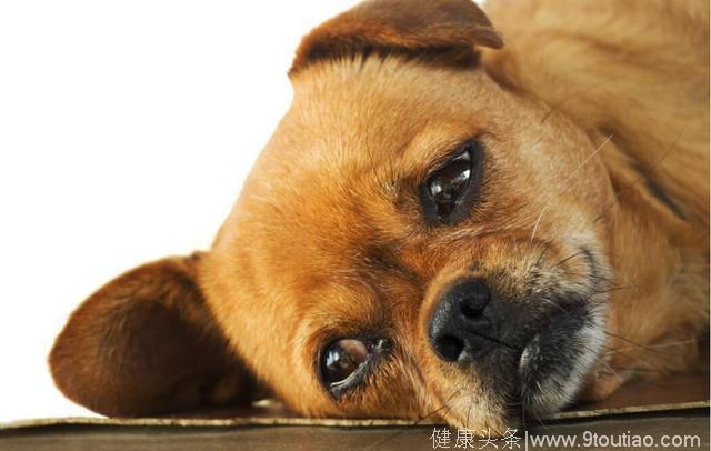 狗狗可以治愈人的心灵，但是狗狗也会得抑郁症，关爱宠物的情绪
