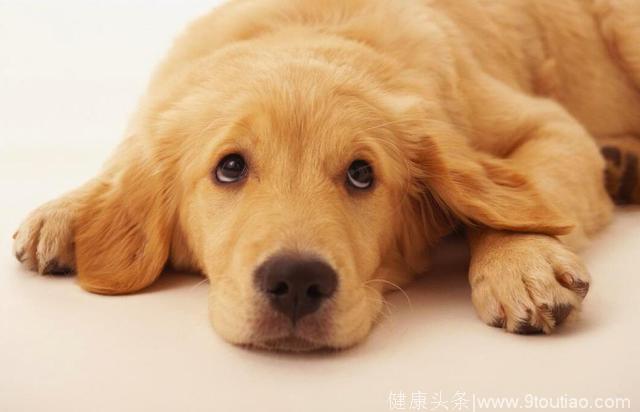 狗狗可以治愈人的心灵，但是狗狗也会得抑郁症，关爱宠物的情绪
