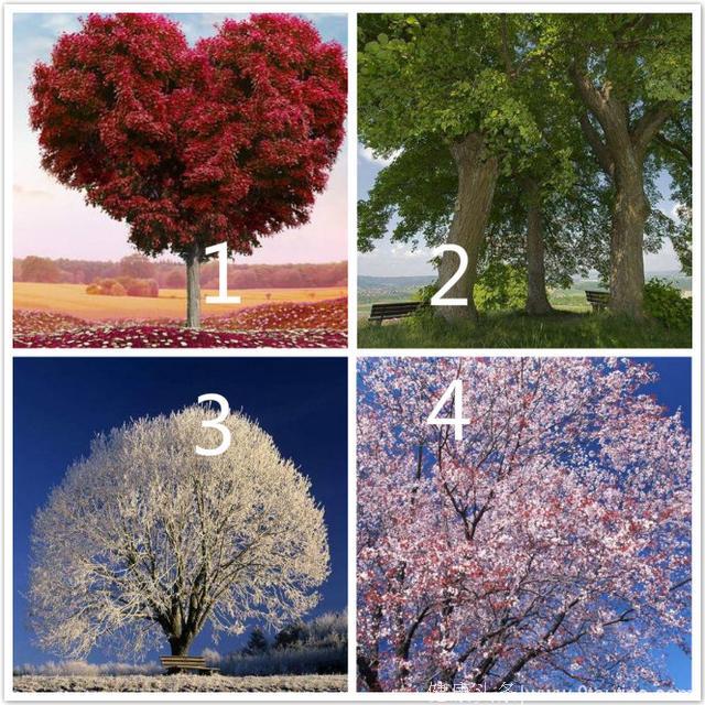 心理测试：4棵树，你最喜欢哪一棵？测身边最爱你的人是谁？超准