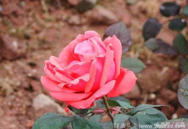 心理测试：哪朵玫瑰花开的最灿烂？测测你在爱情中最在乎什么
