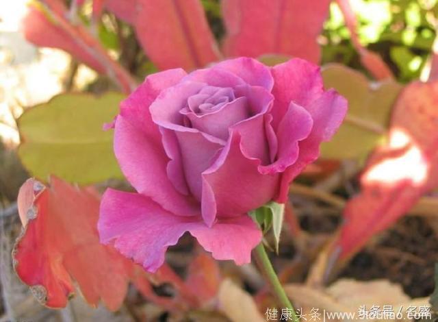 心理测试：哪朵玫瑰花开的最灿烂？测测你在爱情中最在乎什么