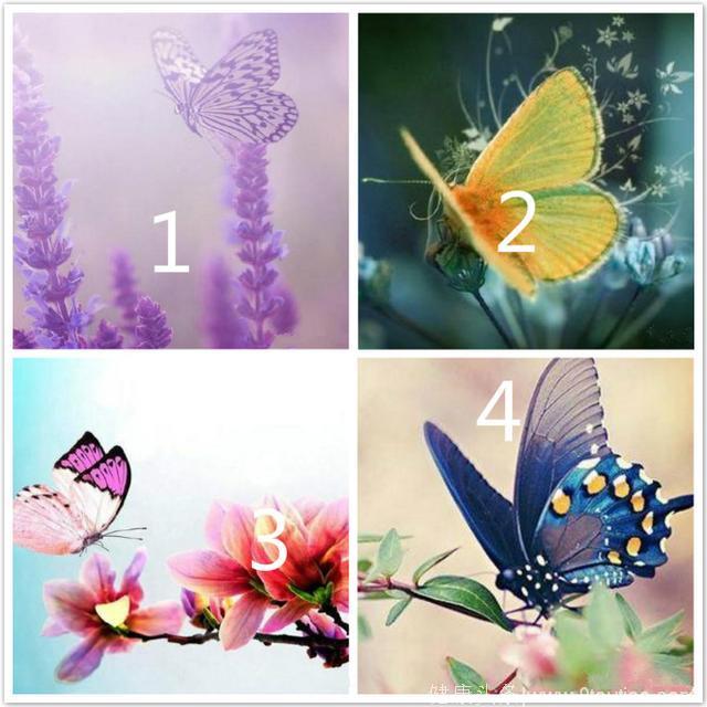 心理测试：4只蝴蝶，哪只最漂亮，测出你今年会谈几个对象？超准