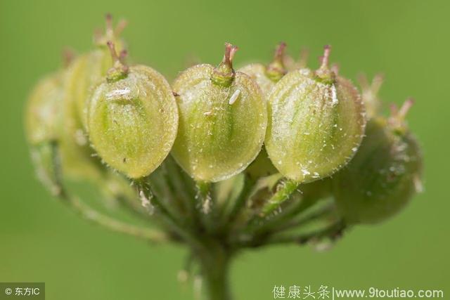 祛风湿的三味中药材