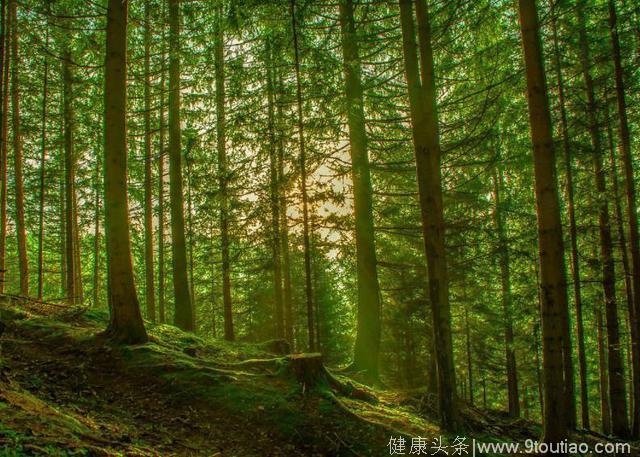 心理测试：哪个森林图让你有很慌的感觉？测试你能否成为人生赢家